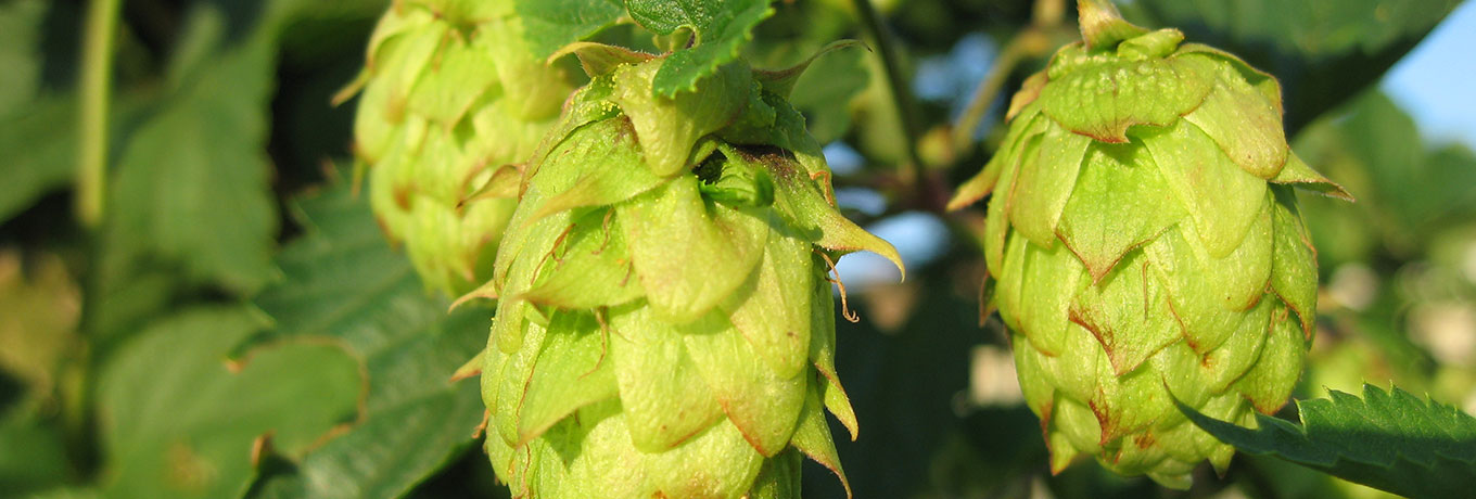 Hop Plants